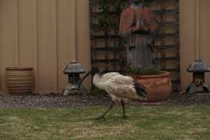 BLACK-HEADED-IBIS (7)